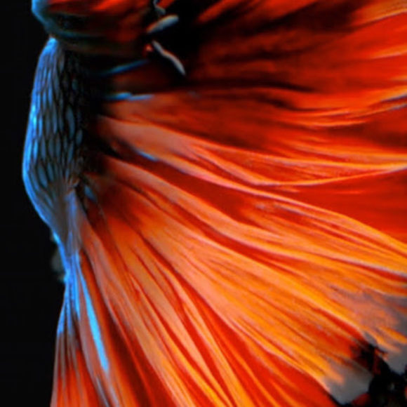 Meet your Posher, Rohit - Picture 1 of 1